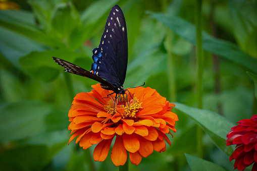 An orange Zinnia provides nectar for a hungry Spicebush Swallowtail Butterfly.
