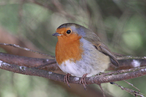 Close up of robin on branch