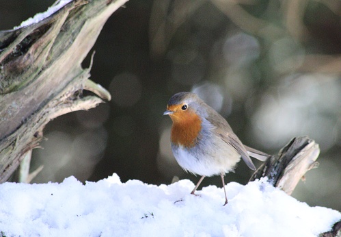 A selective focus shot of a robin in snowy nature