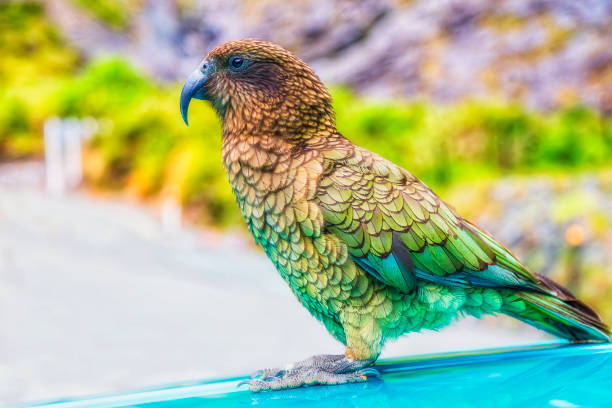 Endemic New Zealand Kea mountain parrot bird sitting on a roof of a passenger car in Milford Sound valley.