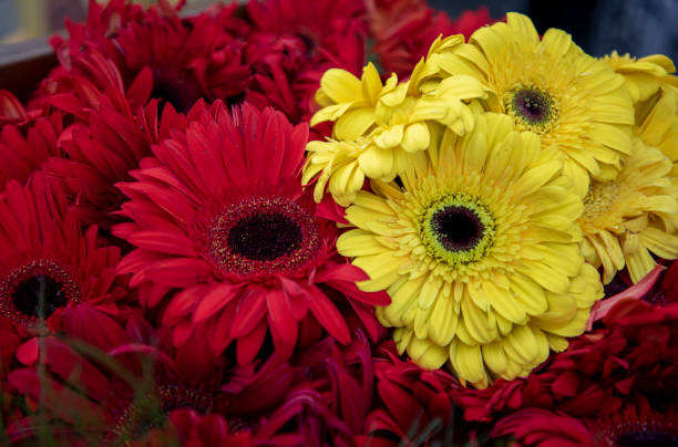 Yellow Gerbera bouquet with yellow background.