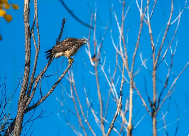 Photo of A Watchful Red-tail Hawk in a Colorado Woodland