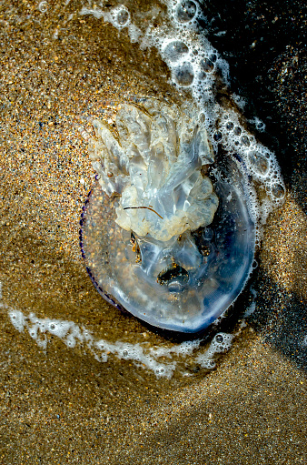 Jellyfish on the seashore close-up on a summer day