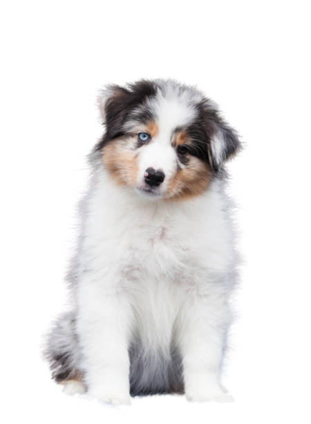 istock Marble Australian Shepherd puppy in front of a white background 1476301967