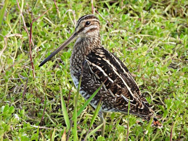 istock Wilson's Snipe (Gallinago delicata) resting in the wetlands 1476302316