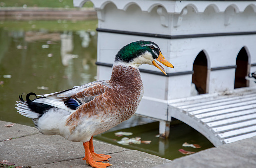 Rouen duck in a park in spring