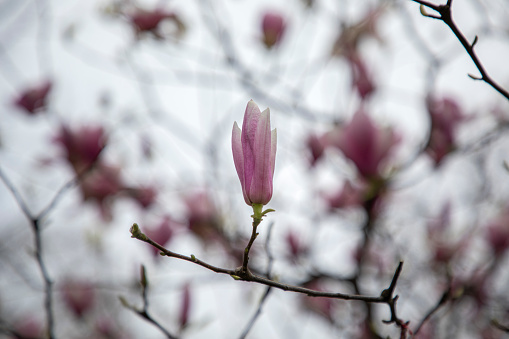 Pink magnolia flowers blooming on the street