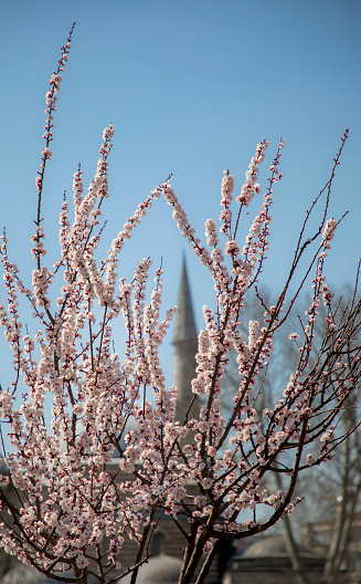 Flowers of a tree blooming in spring and mosque minaret behind it