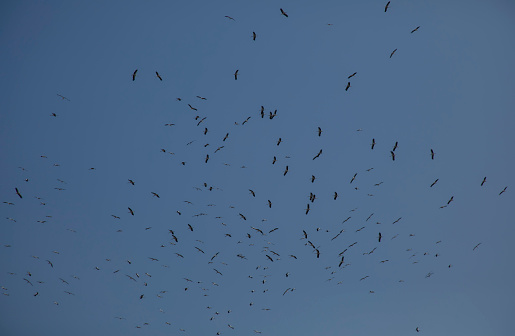 Stork migration in the sky in March