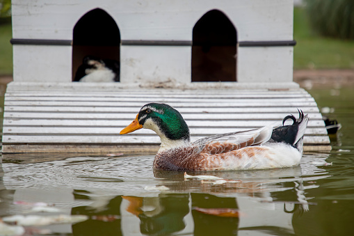 Rouen duck in a park in spring