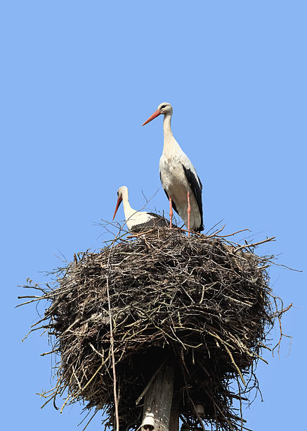 istock Couple of storks in nest, Belarus - Latvia 147630780