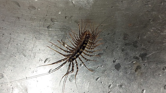The Scutigeromorpha, also known as house centipedes, are anamorphic, reaching 15 leg-bearing segments in length. They are very fast creatures, and able to withstand falling at great speed: they reach up to 15 body lengths per second when dropped, surviving the fall. They are the only centipede group to retain their original compound eyes, within which a crystalline layer analogous to that seen in chelicerates and insects can be observed. Another distinctive feature is their long and multi-segmented antennae. Adaptation to a burrowing lifestyle has led to the degeneration of compound eyes in other orders; this feature is of great use in phylogenetic analysis.