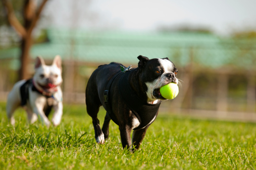Two French Bulldog playing fetch in a park