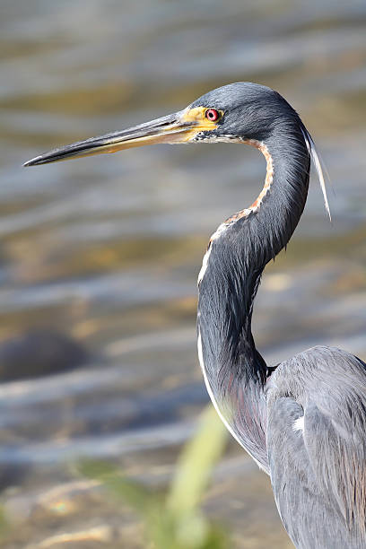 istock Tricolored Heron - Everglades National Park 147630910