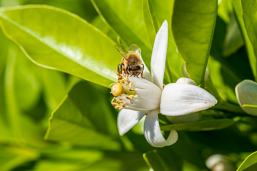Bees explore orange tree blossoms in the spring in Goodyear, Arizona.