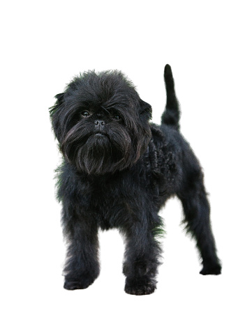 Affenpinscher