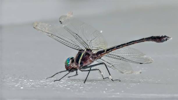 美しいトンボ - wing dragonfly animal eye blue ストックフォトと画像