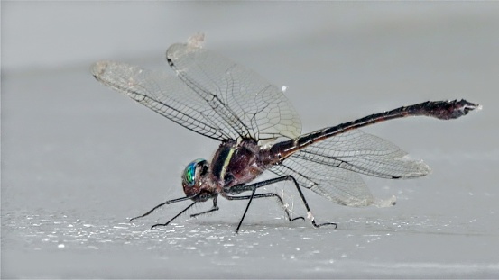 A cream and brown speckled insect with upright wings and a distinct tail against a blue background.