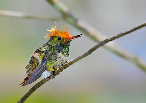 istock Rufous Crested Coquette Hummingbird 1476315408