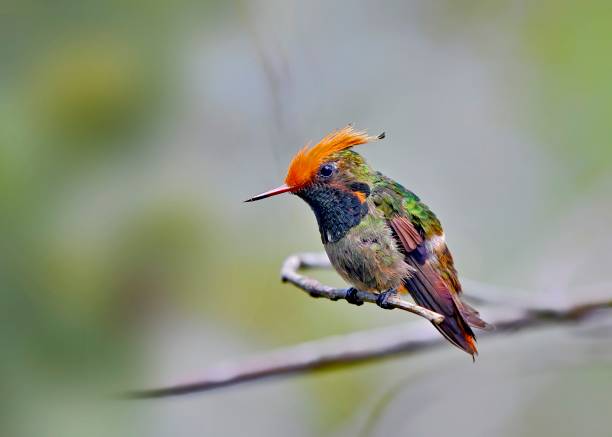 istock Rufous Crested Coquette Hummingbird 1476315433