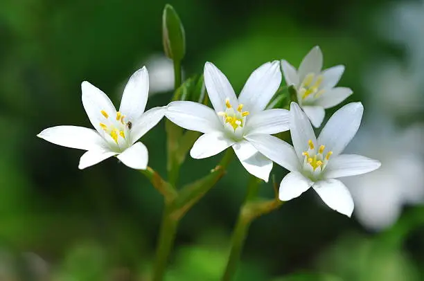 Photo of Four starts of Bethlehem bloom in the forest