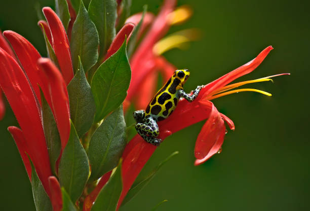 istock Tarapoto Ranitomeya Imitator frog on a flower 1476317782