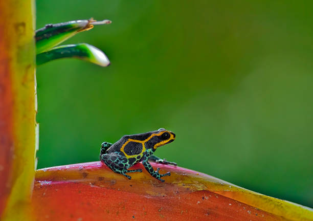 istock Ranitomeya imitator Baja Huallaga frog 1476318390