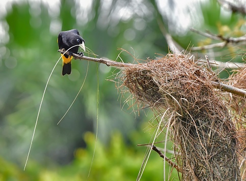 A Yellow-Rumped Cacique bird is seen perching near a nest.  The Yellow-Rumped Cacique bird is a weaver bird.  The bird makes a nest by weaving stands of straw in a a very large tear drop nest.  The bird can be seen with a long strand of hay in its beak.