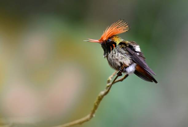 istock Rufous Crested Coquette Hummingbird 1476321655