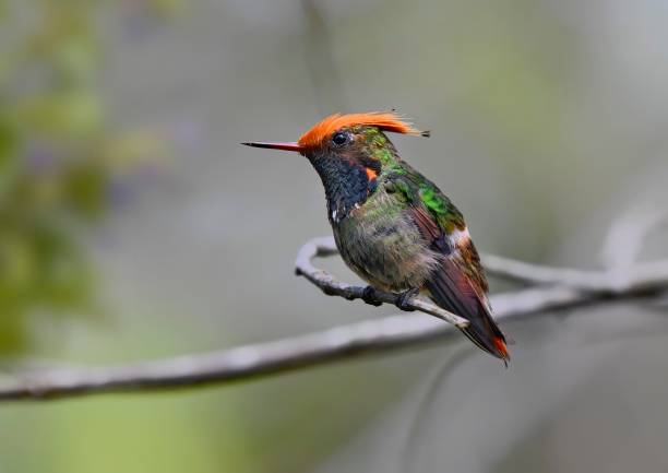istock Rufous Crested Coquette Hummingbird 1476325127