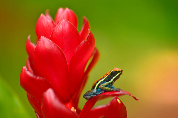istock Ameerega Cainarachi poison frog 1476325671