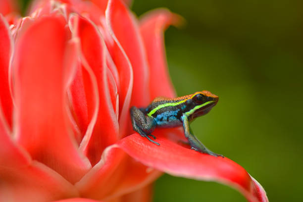 istock Ameerega Cainarachi poison frog 1476330154