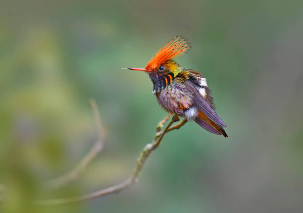 istock Rufous Crested Coquette Hummingbird 1476330194