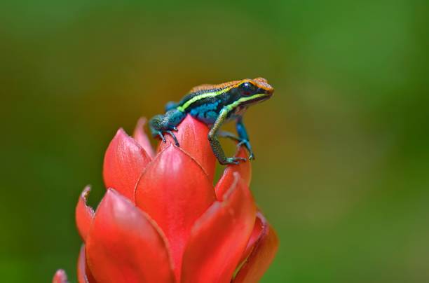 Ameerega Cainarachi poison frog