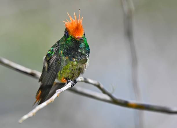 istock Rufous Crested Coquette Hummingbird 1476330318