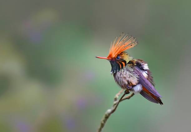 Rufous Crested Coquette Hummingbird