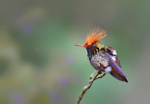 Resplendent quetzal in its pre-nest innkeeper