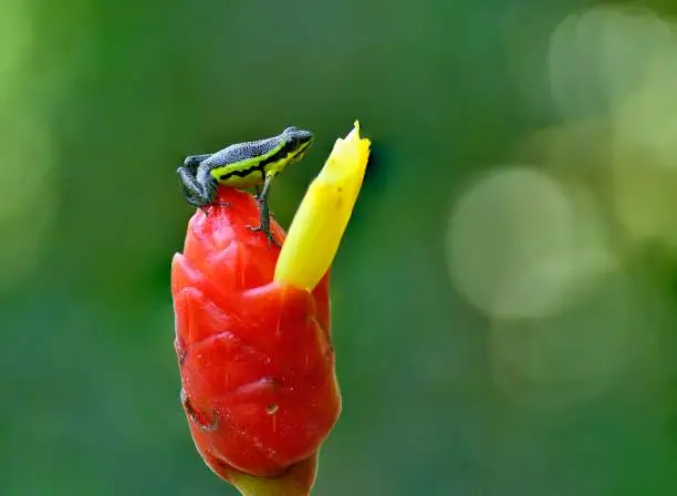 Photo of Ameerega Pongoensis frog on a flower