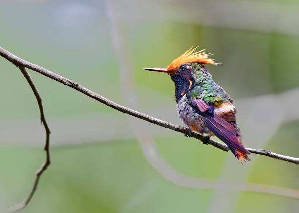 istock Rufous Crested Coquette Hummingbird 1476331527