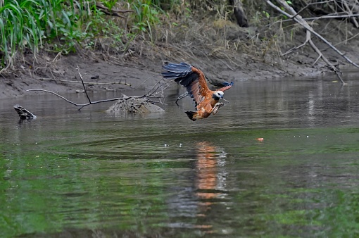 A black collared hawk is seen with its talons pointed forward as it about to catch a piranha.  The hawk is in mid air very close to the water.  There is a partial reflection of the bird on the water.  This Hawk bird was photographed in Pacaya Samiria National reserve in the Amazon jungle of Peru