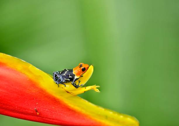 istock Ranitomeya Fantastica highland frog 1476331918