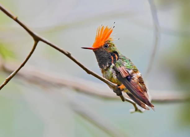 istock Rufous Crested Coquette Hummingbird 1476331957