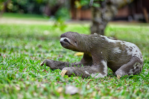 A three toed sloth is seen on the ground walking from one tree to another.  The sloth is very close to the camera.  The color details in the fur are very evident.  There are shades of grey, white and green.  The sloth looks like it is wearing a mask.