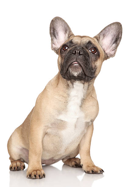 istock French Bulldog puppy, (3 month) 147633553