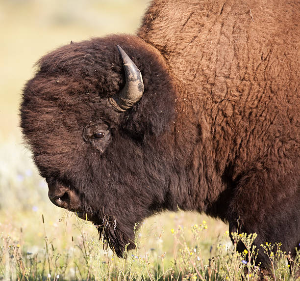 istock American bison buffalo portrait 147633839
