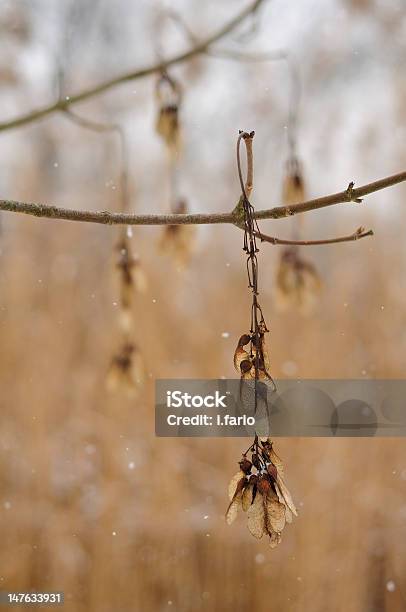 Semilla Del Arce Foto de stock y más banco de imágenes de Aire libre - Aire libre, Colgar, Copo de nieve