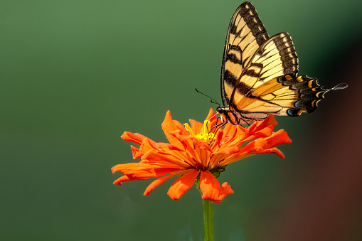 Delicate yellow and black butterfly sucking nectar from orange petal flower. Green background