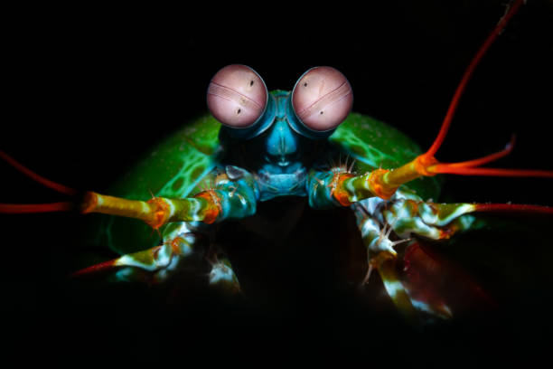 The eyes of the mantis shrimp are mounted on mobile stalks and can move independently of each other. They are thought to have the most complex eyes in the animal kingdom and have the most complex front-end for any visual system ever discovered