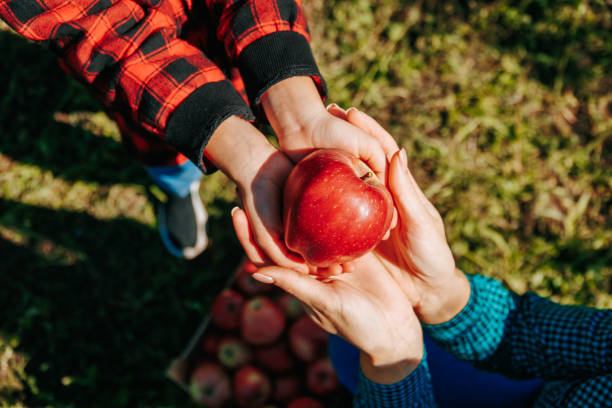 istock Two hands holding a overflowing with ripe apples, picked with care in a bountiful orchard 1476342158