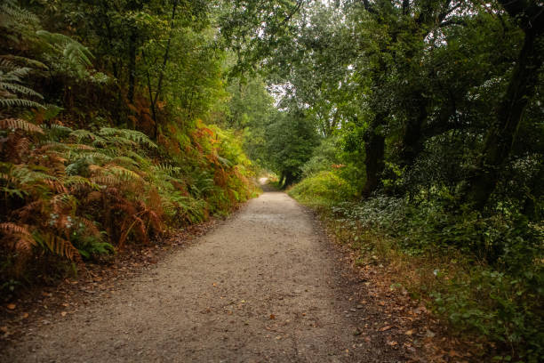 istock Path in autumn forest in daytime 1476342161